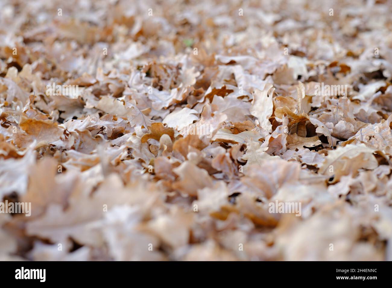 Feuilles de chêne tombées au début de l'automne Banque D'Images