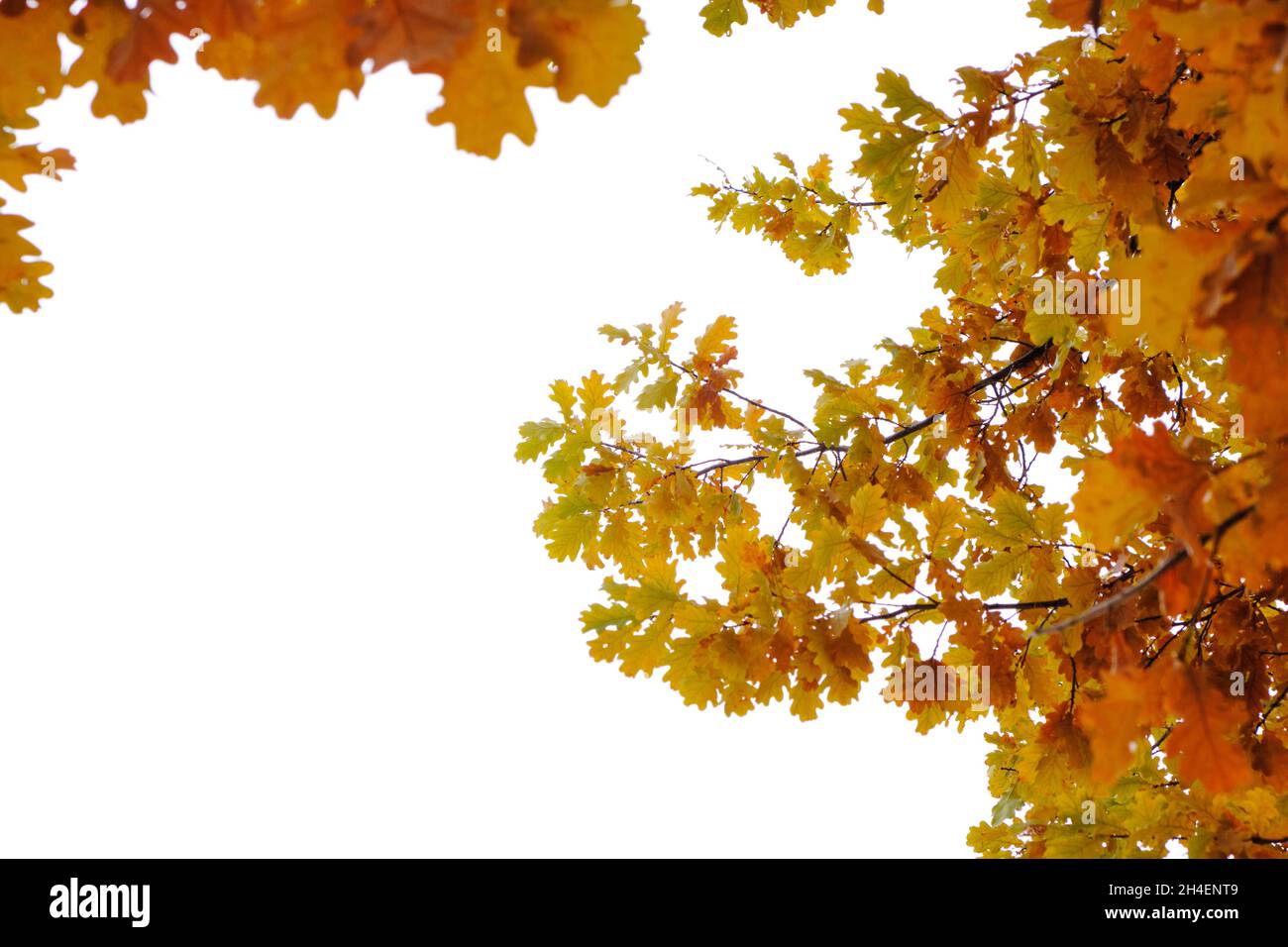 Branches de chêne avec feuillage jaunissement au début de l'automne, sur fond blanc Banque D'Images