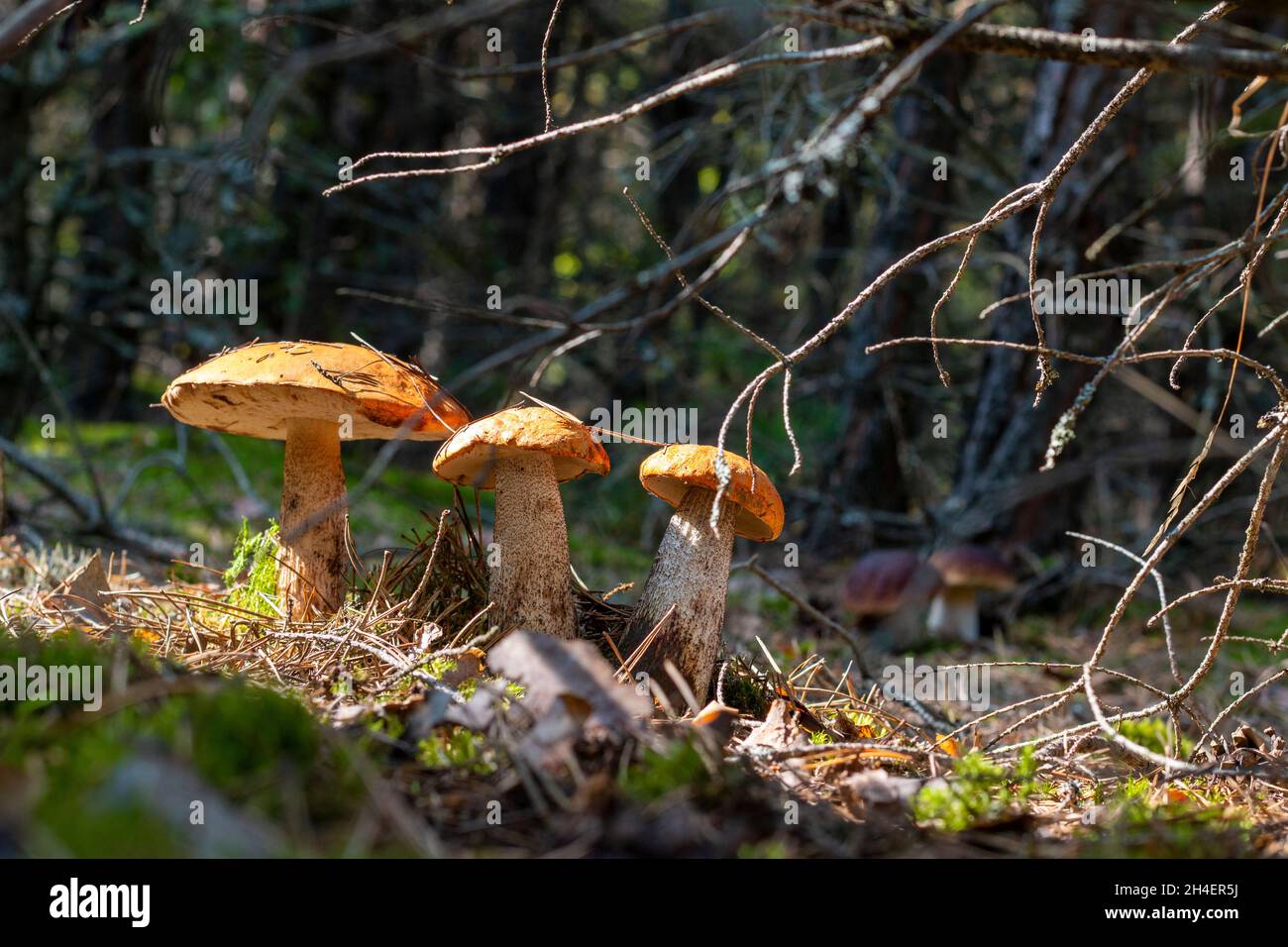 Trois champignons boletus edulis poussent en forêt.Champignons à chapeau orange en bois Banque D'Images
