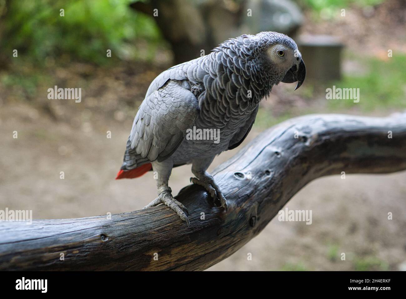 perroquet gris avec contact visuel avec le spectateur. oiseaux très méchants et très intimes Banque D'Images