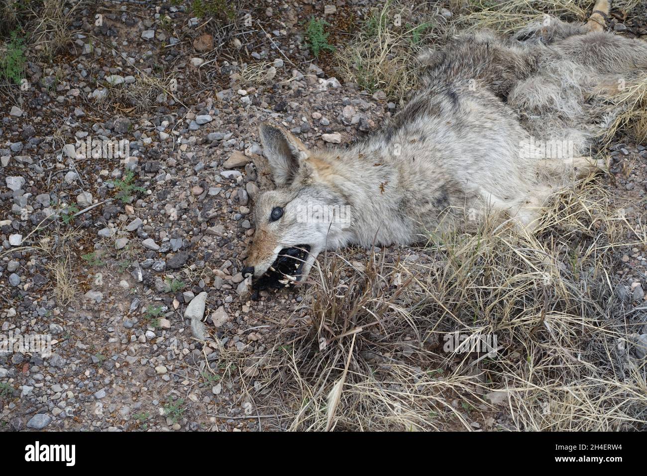 Coyote mort près du sud du Nouveau-Mexique Banque D'Images