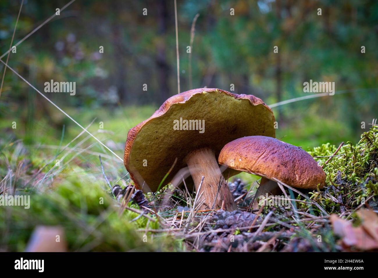 Deux champignons comestibles sur la glade forêt.Nourriture de champignons Royal cep.Boletus poussant dans la nature sauvage Banque D'Images