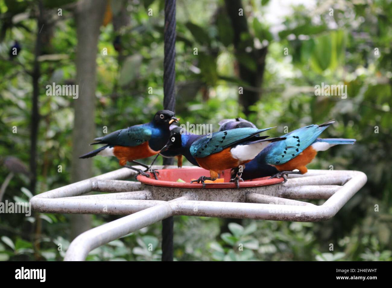 Divers types de magnifiques oiseaux dans un parc ornithologique de Singapour Banque D'Images