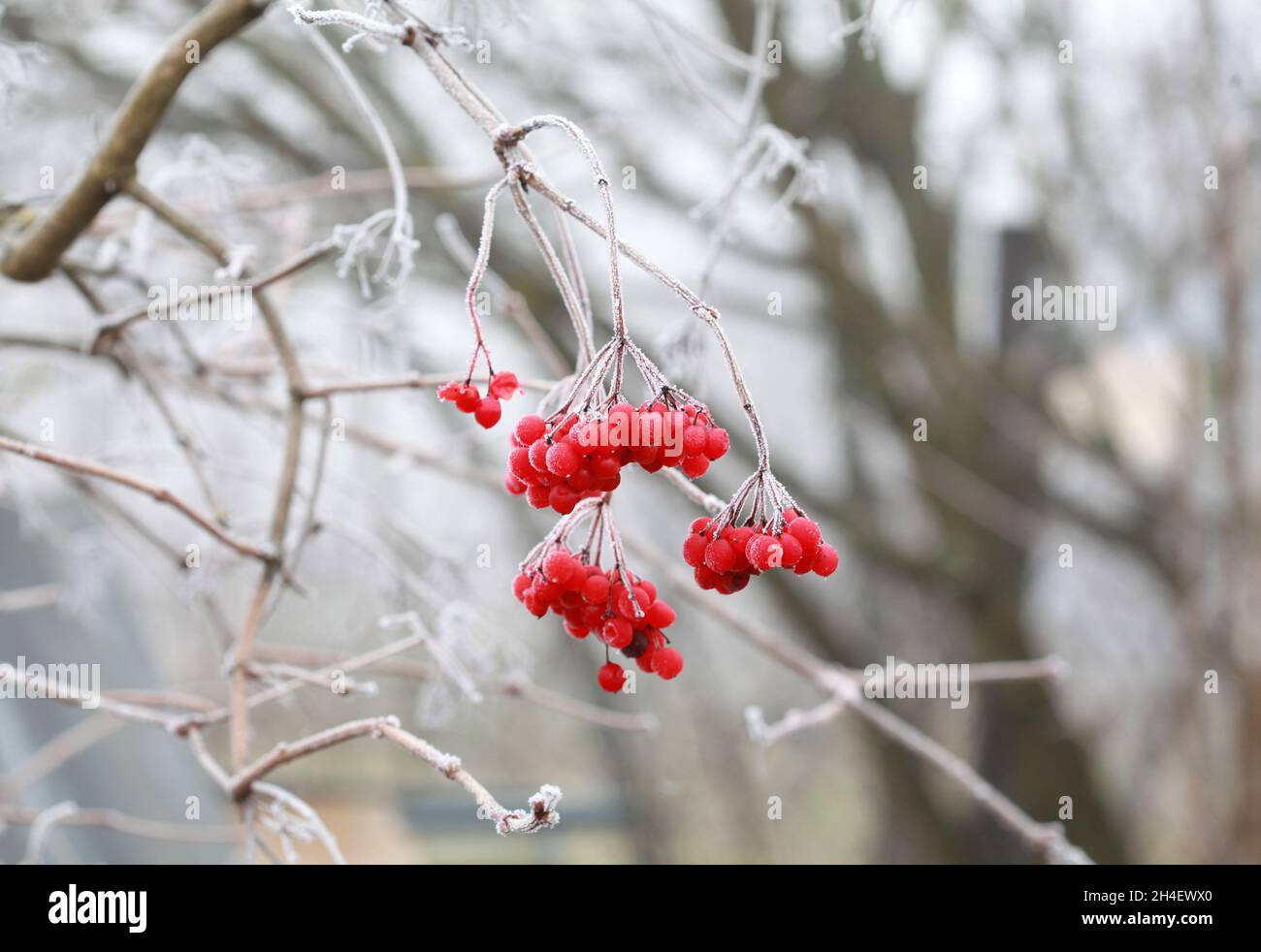 Baies de viburnum rouges congelées à la fin de l'automne dans le gel. Banque D'Images