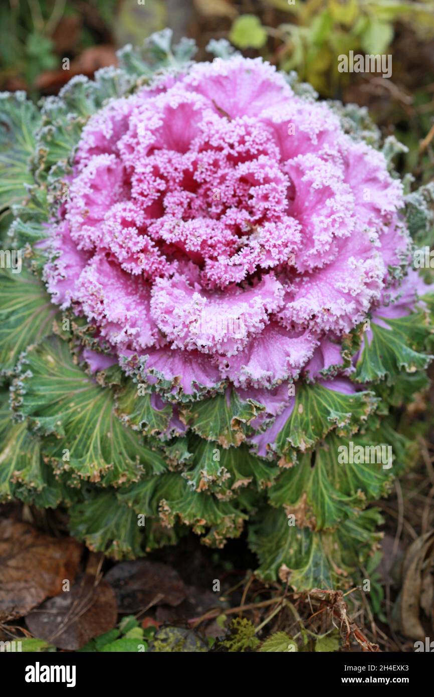 Chou caillé décoratif Brassica oleracea à la fin de l'automne dans le gel Banque D'Images