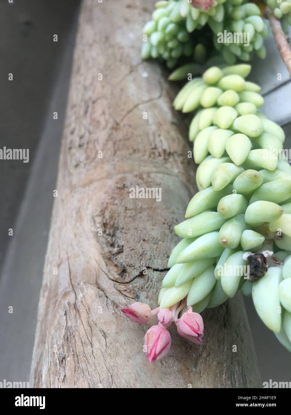 Sedum morganianum. Détail d'une plante succulente Banque D'Images