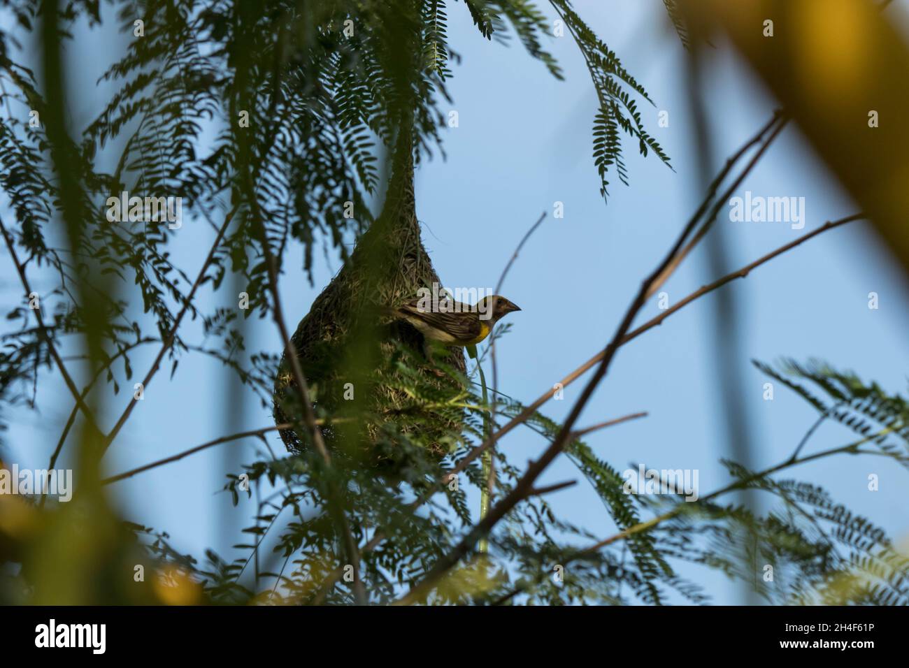 Image d'un oiseau de tisserand et de son nid. Banque D'Images