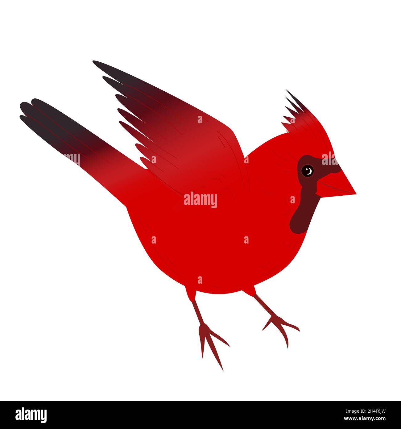 Oiseau cardinal rouge.Illustration vectorielle d'un oiseau cardinal rouge de noël isolé sur fond blanc. Illustration de Vecteur