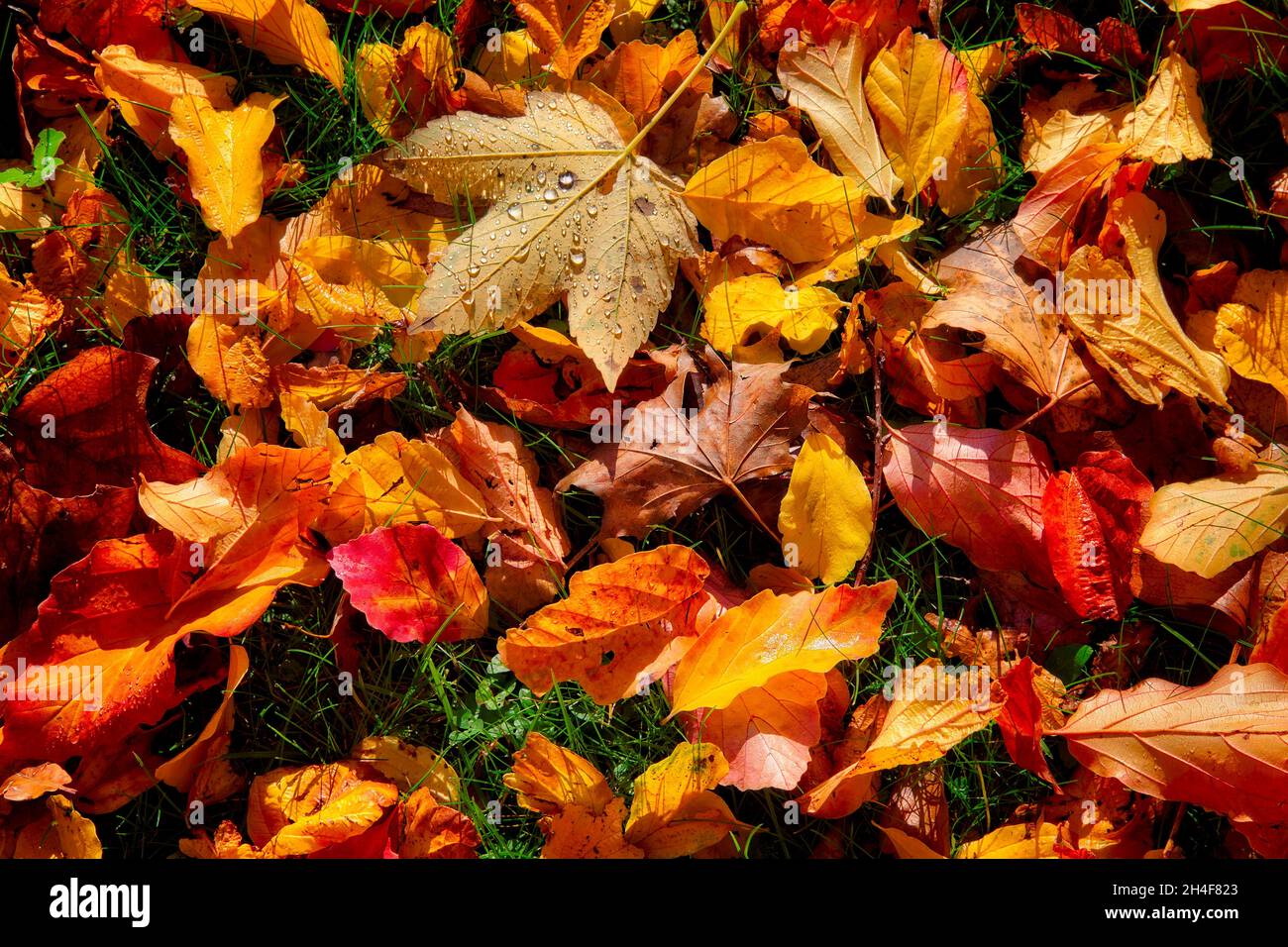 NATURE : feuilles d'automne dorées Banque D'Images