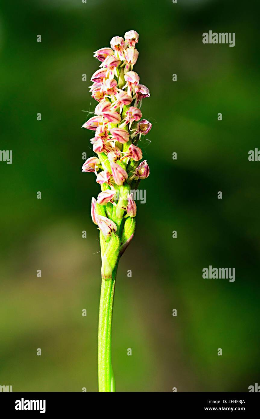 Neotinea maculata est une espèce d'orchidées de la famille des Orchidaceae. Banque D'Images