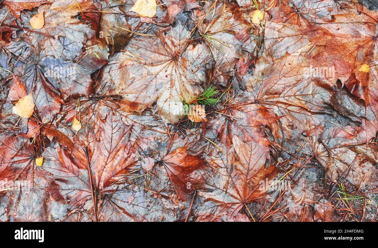 Feuilles d'automne mouillées sur le sol, sur fond de nature. Banque D'Images
