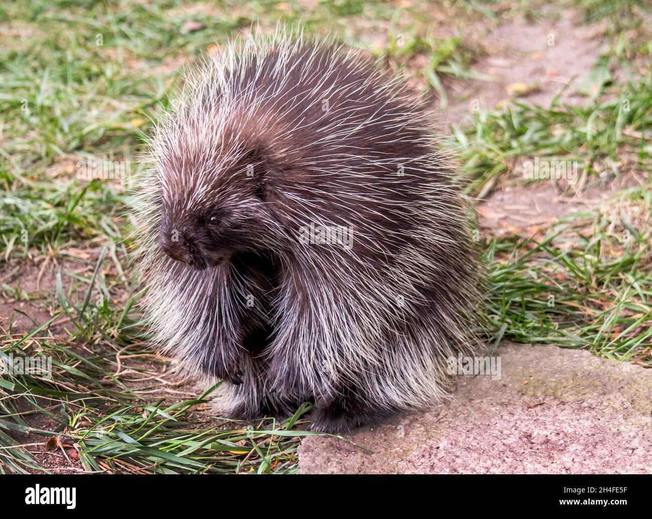grand porc-épic dans l'herbe Banque D'Images