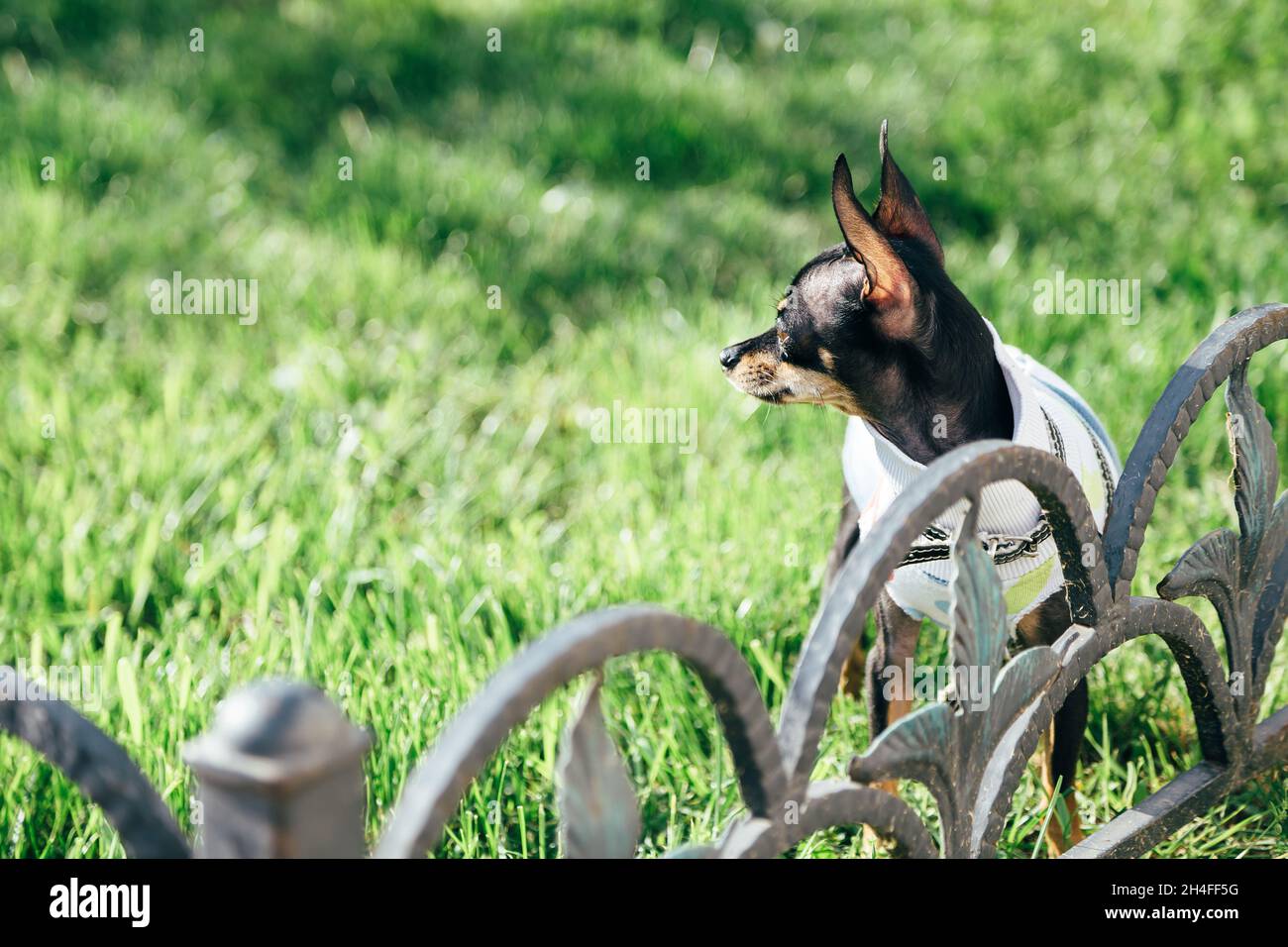 Black Russian Toy ou Russian Toy Terrier habillé en costume d'automne reste sur l'herbe verte arrière-cour.Petit chien jouant à l'extérieur Banque D'Images