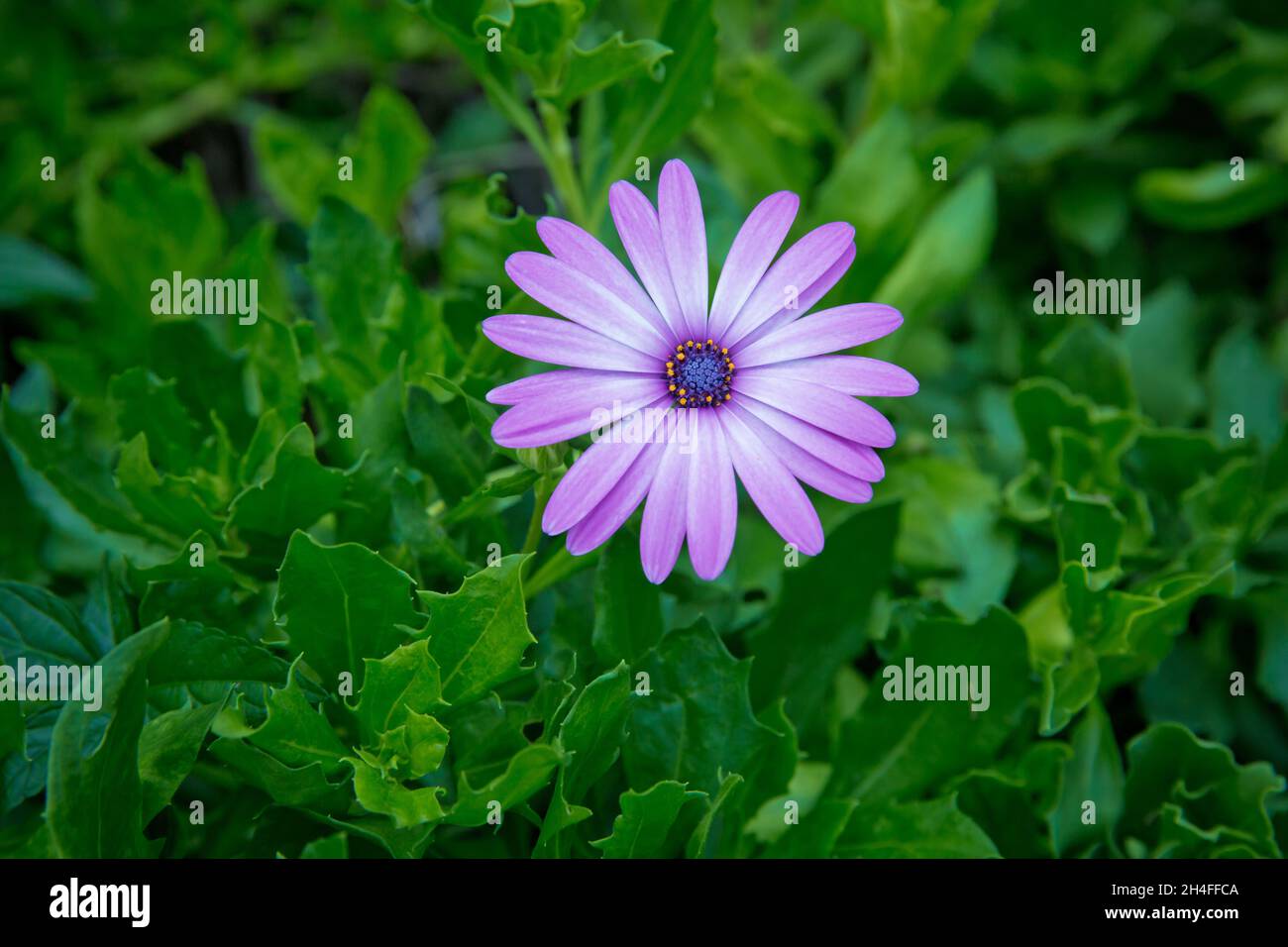 Une fleur violette à l'intérieur de feuilles vertes illuminées . coloré  jaune à violet foncé centre sur fond de feuilles vert foncé . Marguerite  violette capturée Photo Stock - Alamy