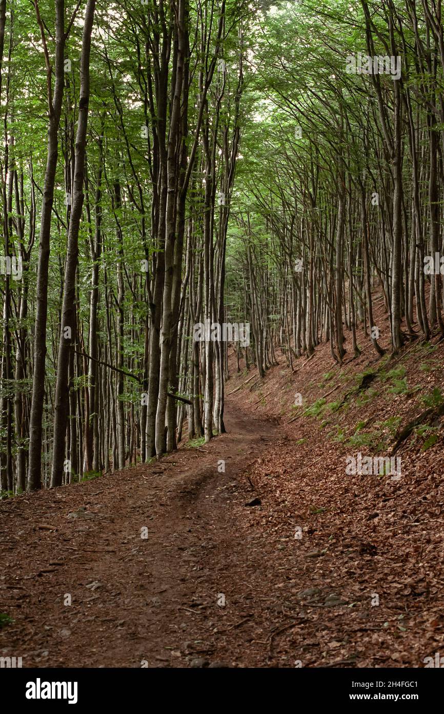 Route courbée à travers la forêt de hêtre vert d'été de montagne.Prenez des photos sur un appareil photo analogique avec du bruit Banque D'Images