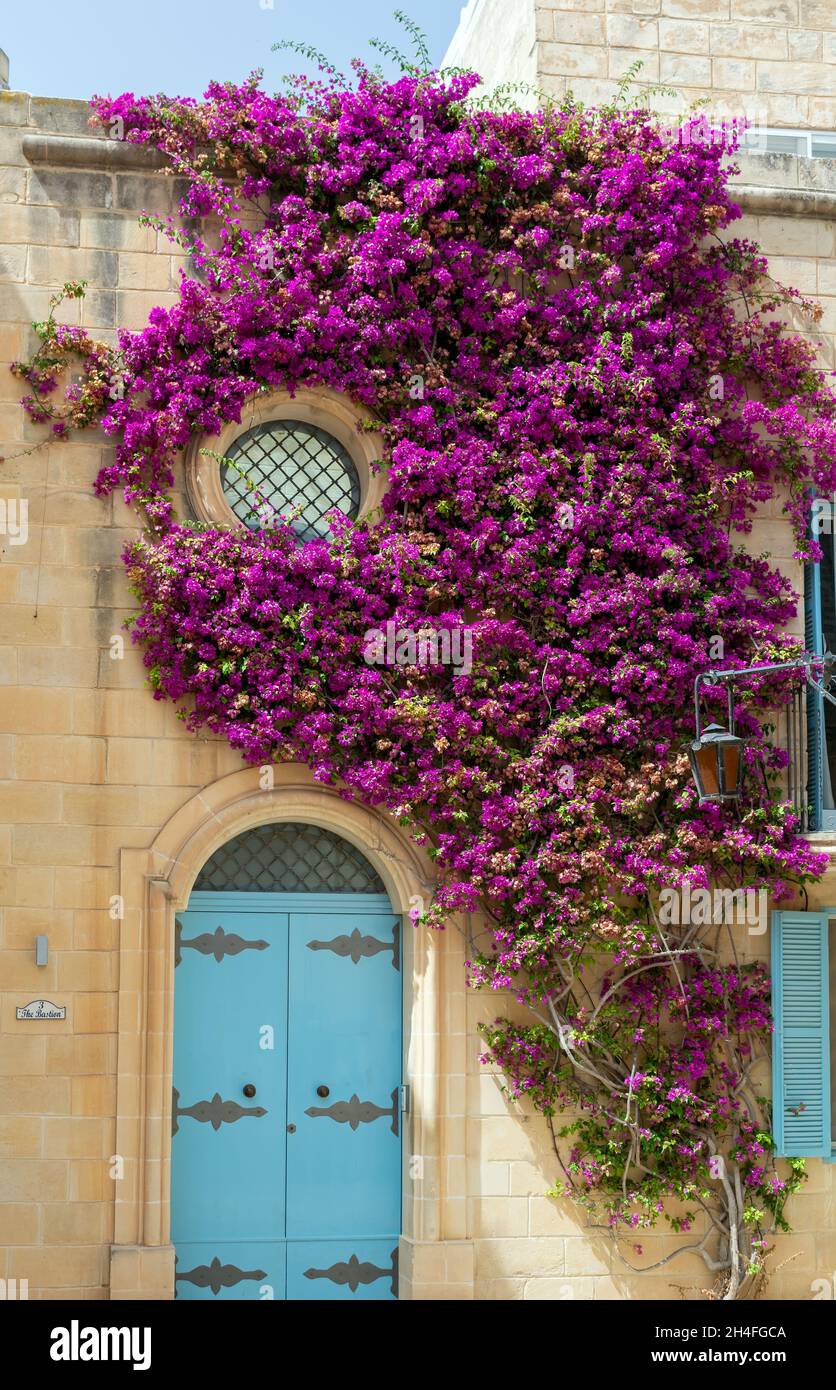 Fenêtre ronde surcultivée avec des branches luxuriantes de Bougainvillea.Architecture Mdina avec fenêtre ronde, porte bleue et plante rampante. Banque D'Images