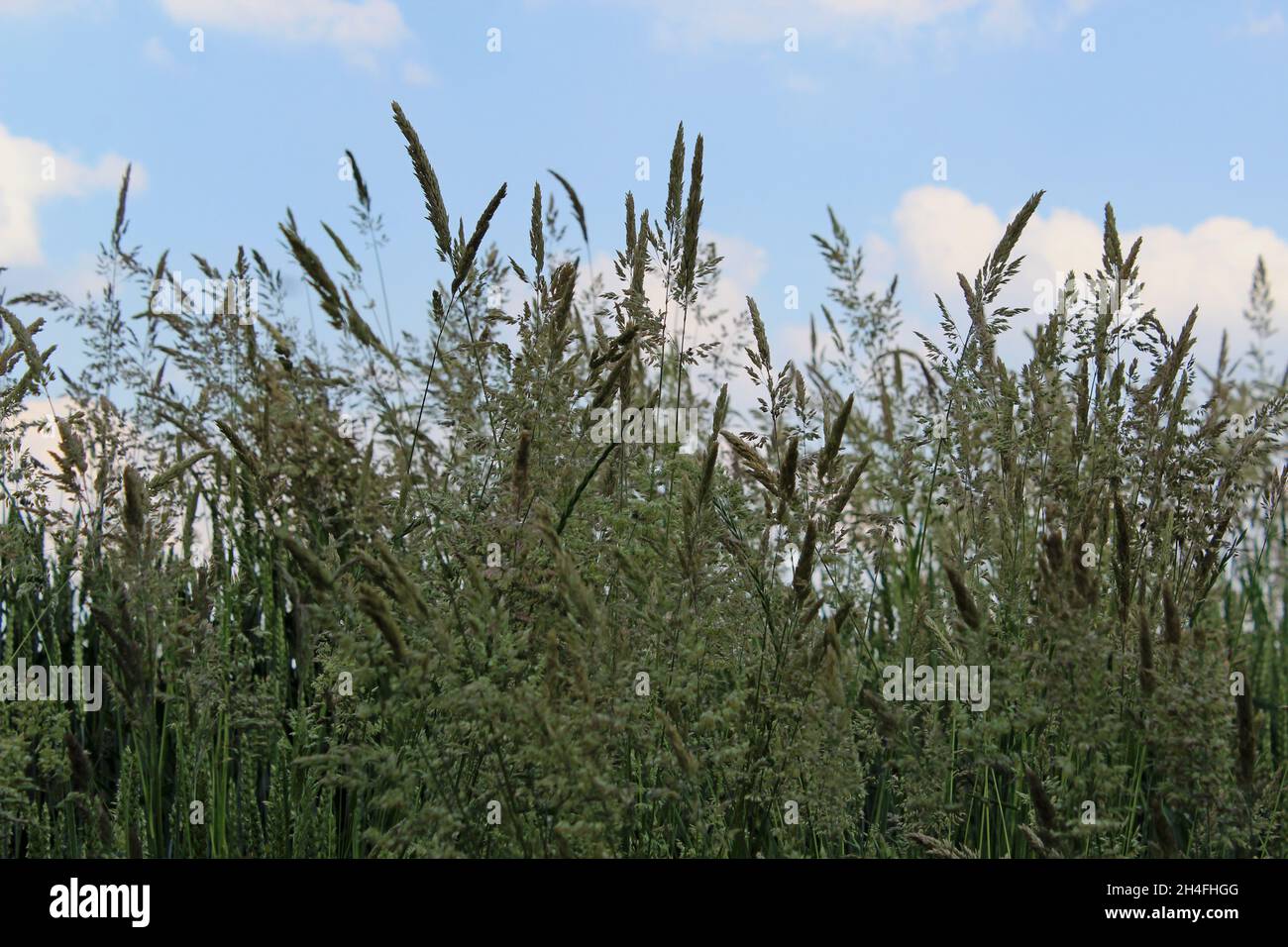 Gräservielfalt am Rande eines Weizenfeldes, ökologische Landwirtschaft in Heiden, NRW, Deutschland. Banque D'Images