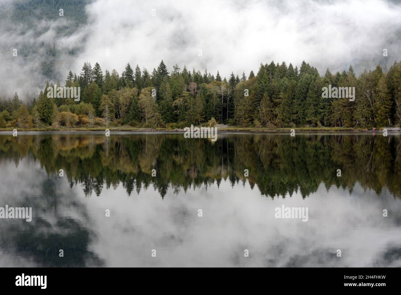 Brouillard et brume sur la vieille forêt pluviale tempérée du parc provincial Inland Lake, près de Powell River, Sunshine Coast, Colombie-Britannique, Canada. Banque D'Images