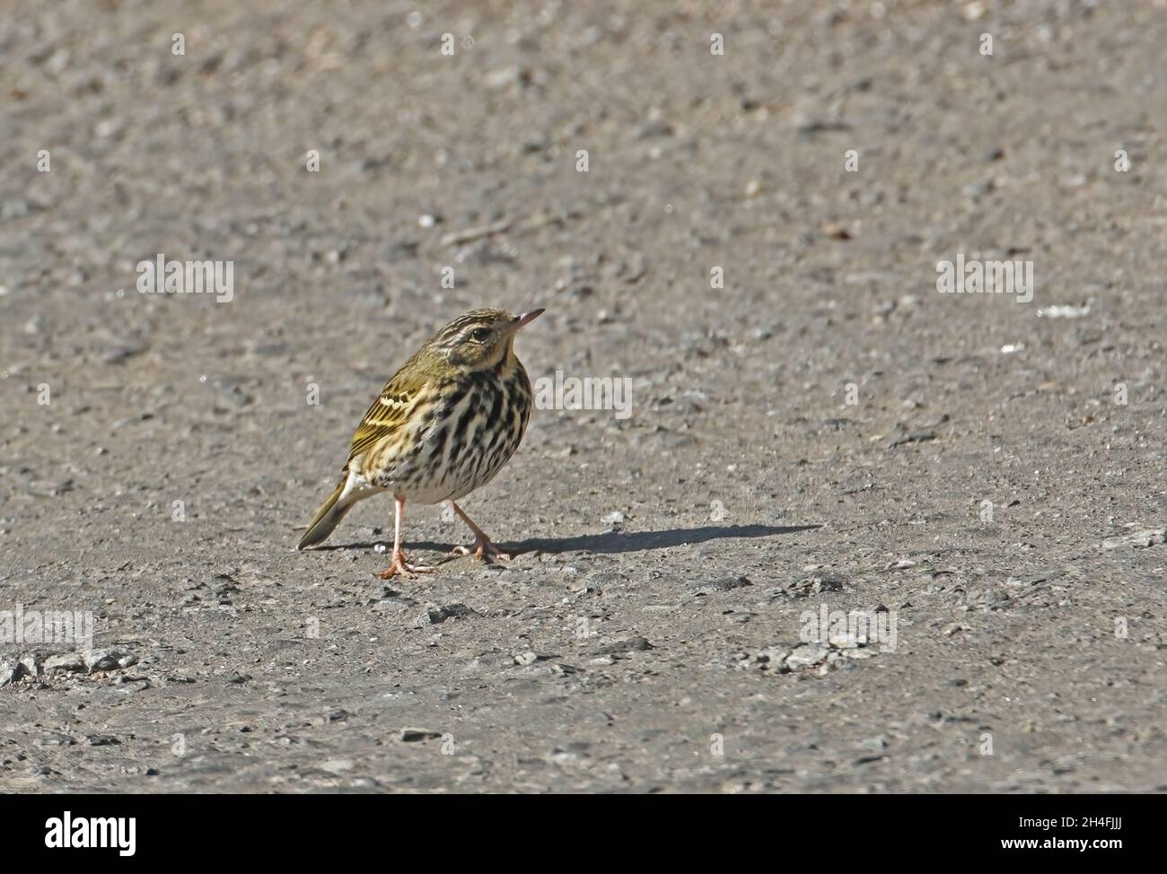 Pipit à dos d'olive (Anthus hodgsoni) adulte debout sur la route Arunachal Pradesh, IndeJanvier Banque D'Images