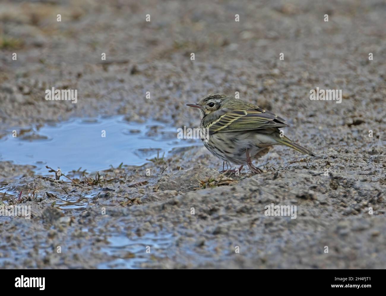 Pipit à dos d'olive (Anthus hodgsoni) adulte debout sur une jambe par le puddle Eaglenest, Arunachal Pradesh, IndeJanvier Banque D'Images