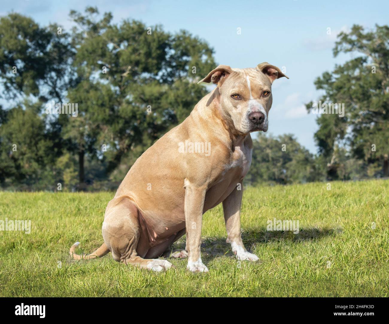 Le chien de Terrier de Pit Bull est assis dans un pâturage d'herbe Banque D'Images