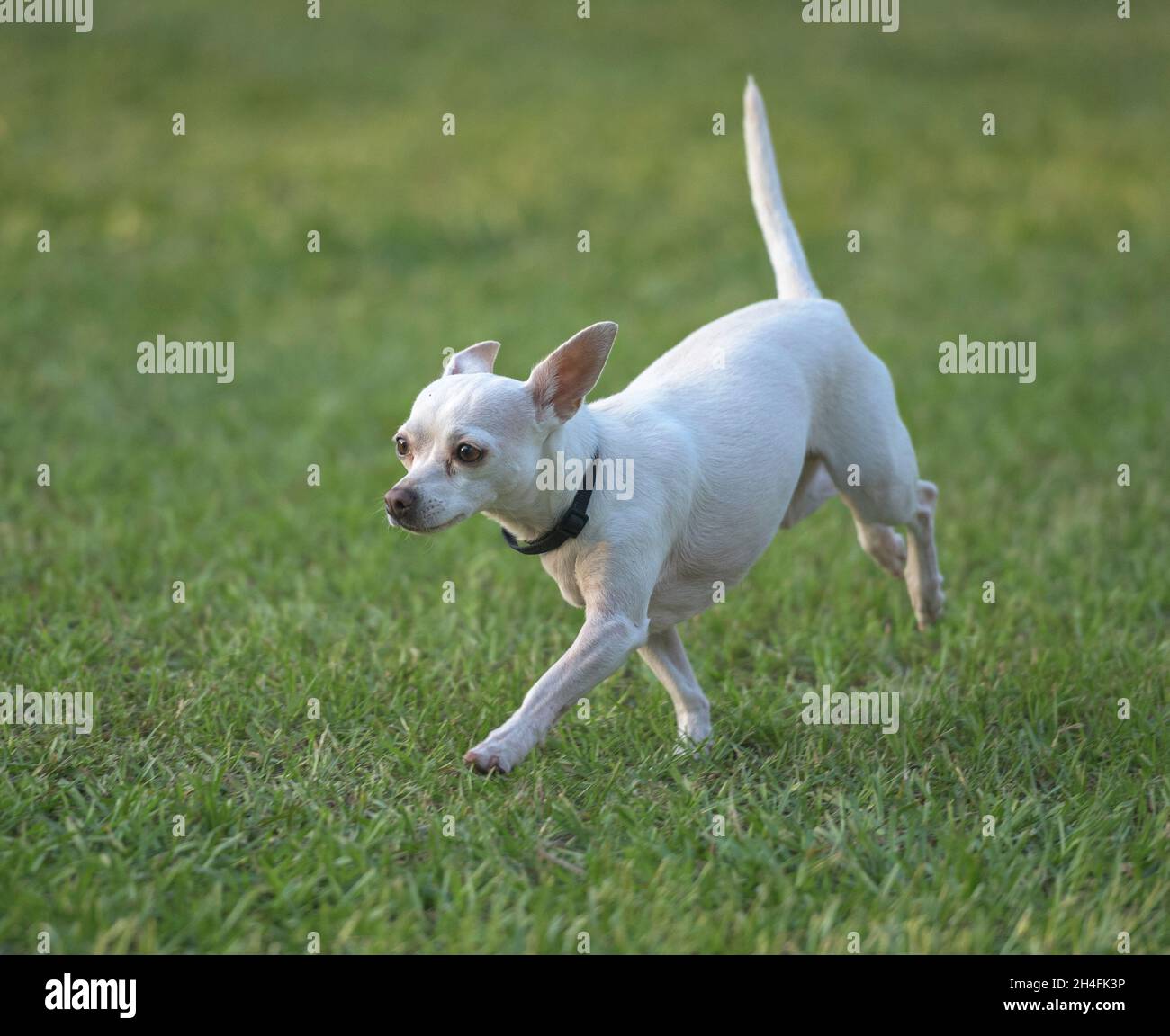 Le chien Chihuahua court sur une pelouse en herbe verte Banque D'Images