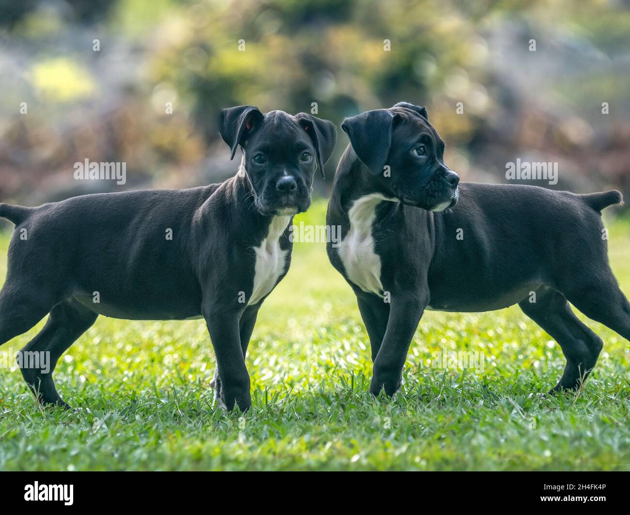 Alerte chien boxer noir de 9 semaines chiot joue sur pelouse Banque D'Images
