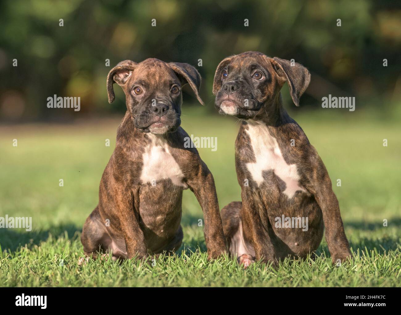 Une paire de chiots de 9 semaines bringé Boxer s'assoient ensemble sur une pelouse Banque D'Images