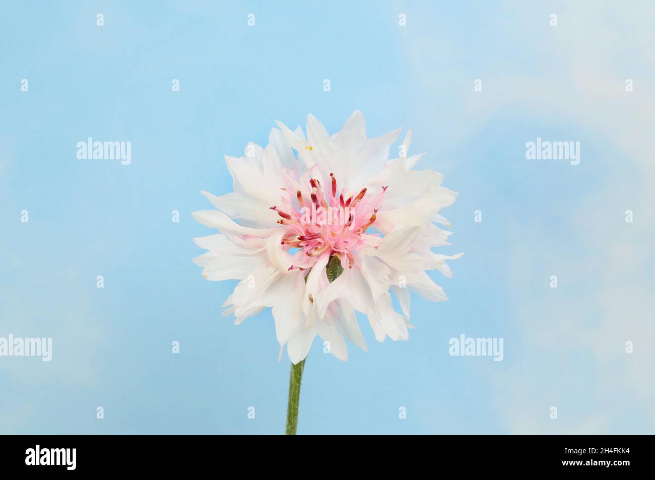 Fleur de maïs blanche contre un ciel bleu Banque D'Images