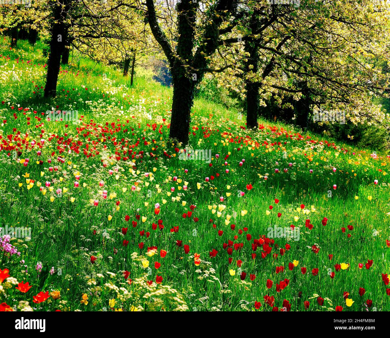 DE - BADEN WUERTTEMBERG: Printemps sur l'île du Mainau Banque D'Images DE - BADEN WUERTTEMBERG: Printemps sur l'île du Mainau Banque D'Images