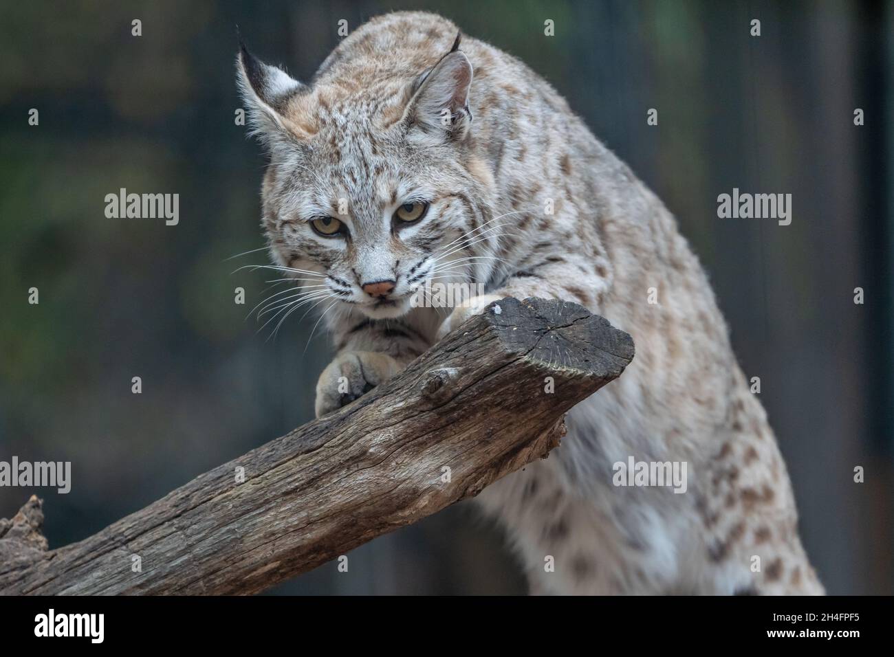 Le lynx roux d'Amérique du Nord (lynx rufus) se tenant sur le bois près de den regardant la caméra. Banque D'Images