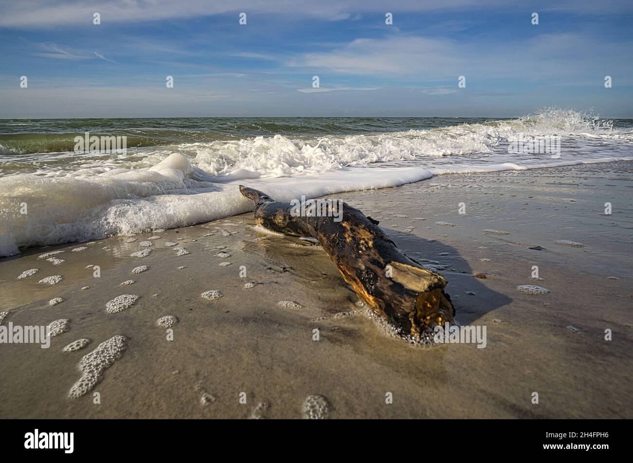 west beach sur la plage de la mer baltique. une vie encore détaillée et texturée. un bel endroit pour les vacances Banque D'Images