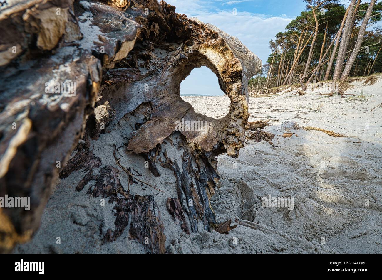west beach sur la plage de la mer baltique. une vie encore détaillée et texturée. un bel endroit pour les vacances Banque D'Images