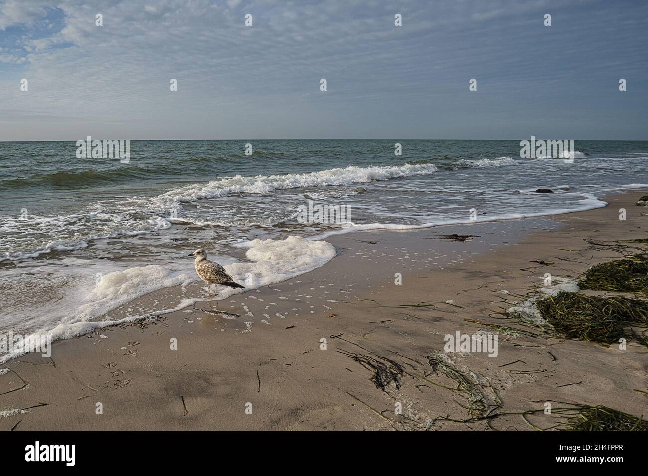 west beach sur la plage de la mer baltique. une vie encore détaillée et texturée. un bel endroit pour les vacances Banque D'Images