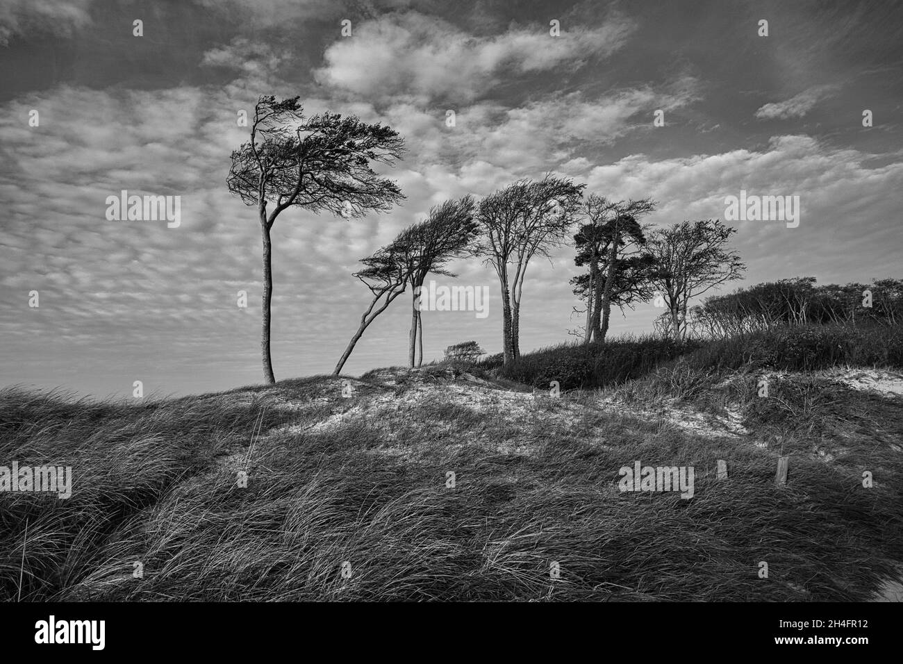 plage ouest sur la mer baltique représenté en noir et blanc. riche en détail et structure encore la vie Banque D'Images