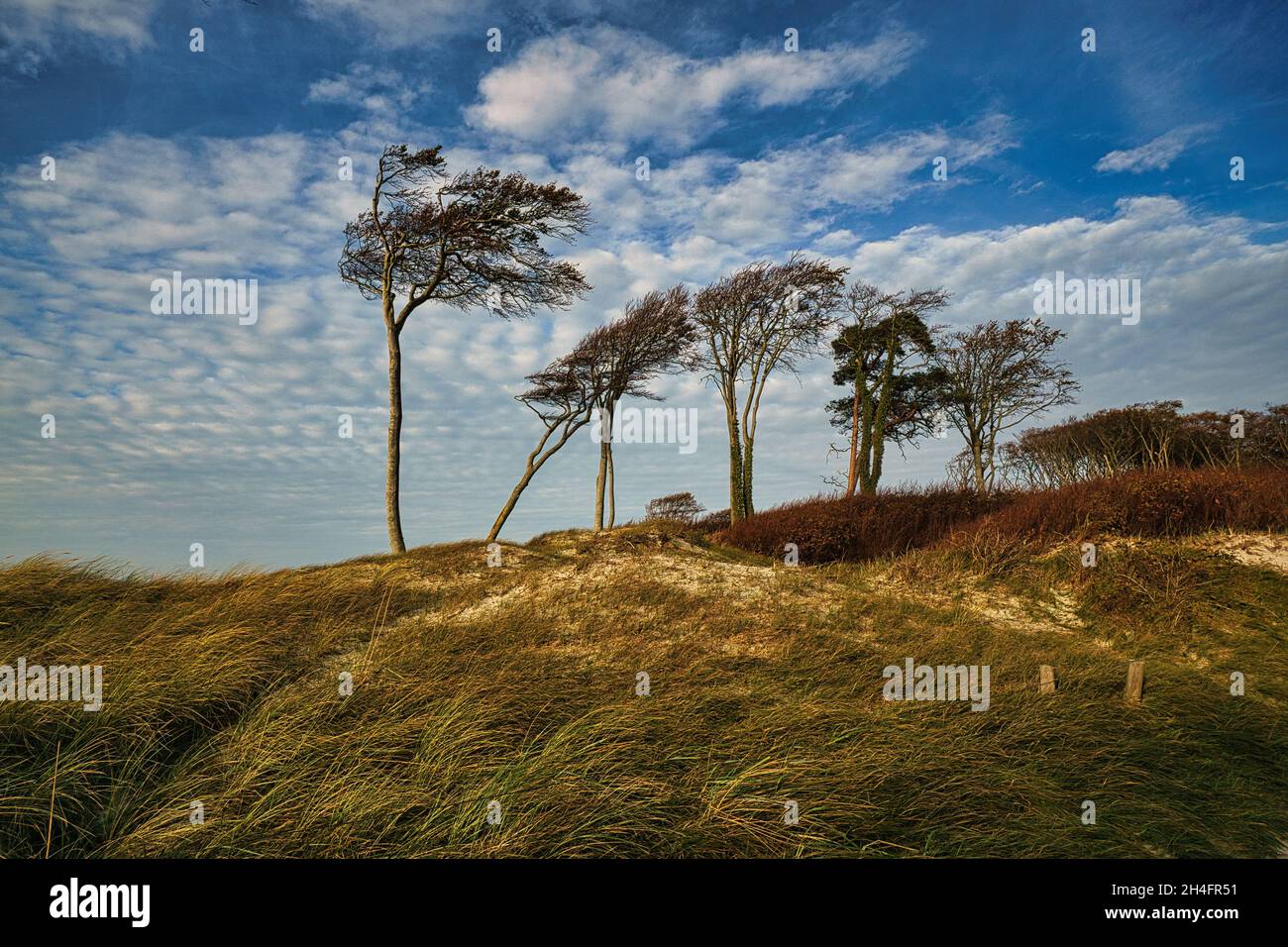 west beach sur la plage de la mer baltique. une vie encore détaillée et texturée. un bel endroit pour les vacances Banque D'Images