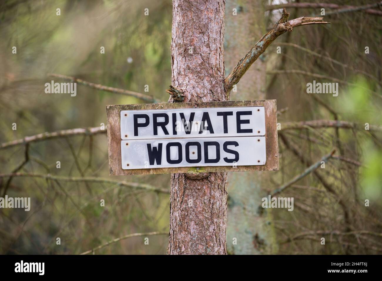 Panneau « Private Woods » simple fixé à un arbre dans une forêt britannique. Banque D'Images