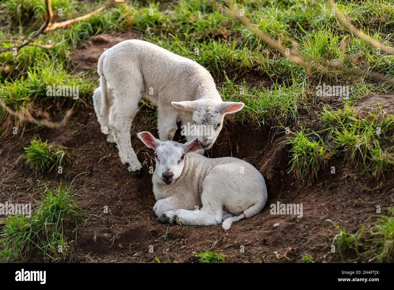 Jeunes moutons de printemps agneaux dans un champ de ferme vert Banque D'Images