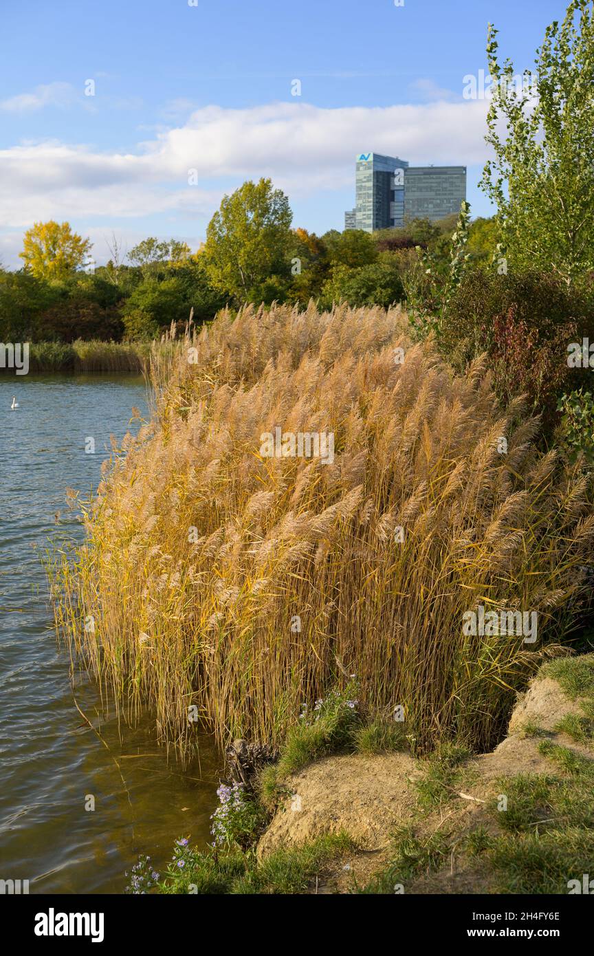 Roseau au bord d'un étang à Vienne (Autriche), jour ensoleillé en automne, Wienerberg Banque D'Images