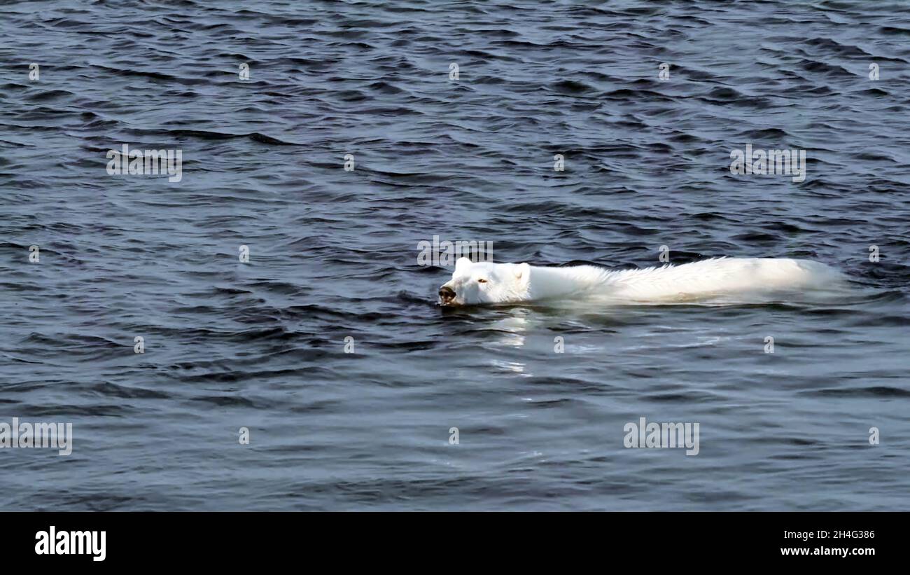 Gros plan d'un ours polaire nageant paisiblement dans la mer.symbole du changement climatique. Banque D'Images