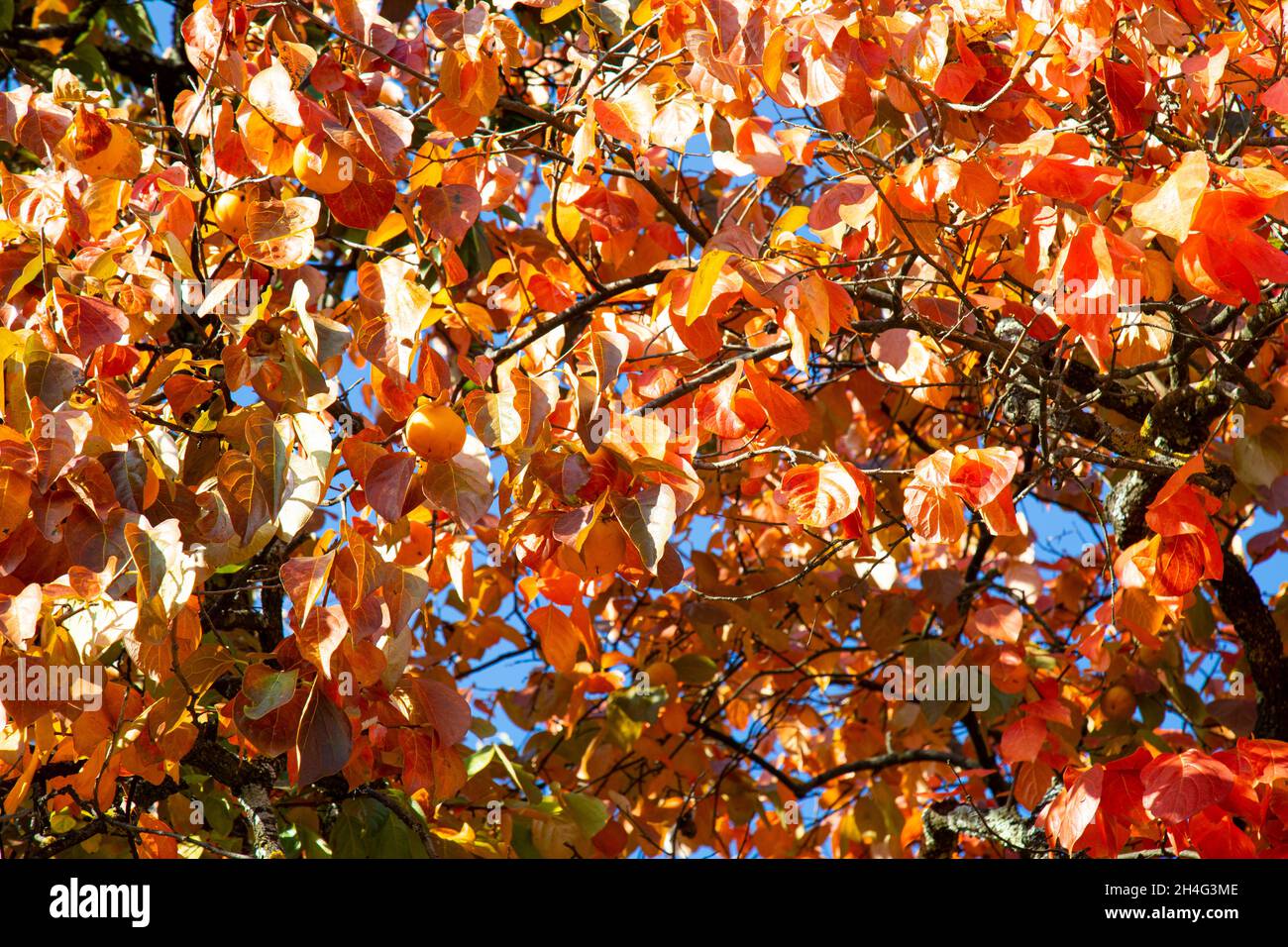 Feuilles rouges de persimmon sur le fond du ciel en automne Banque D'Images