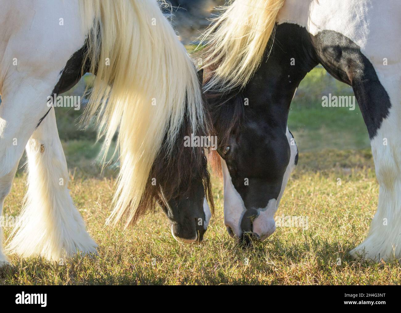 Gypsy Vanner les géliages de chevaux broutent l'herbe avec les têtes ensemble Banque D'Images