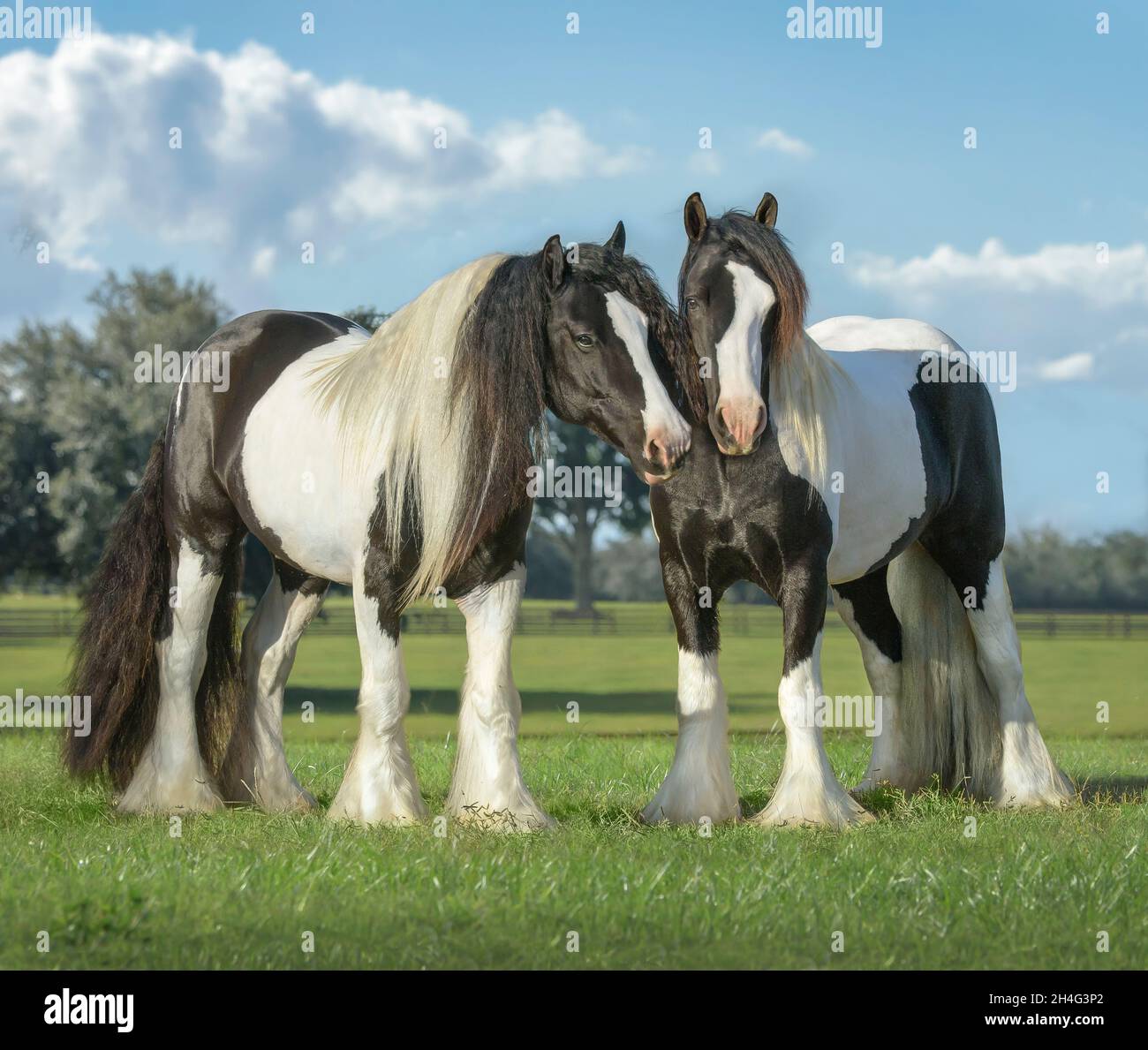 Gypsy Vanner Horse gegdings touch. Banque D'Images