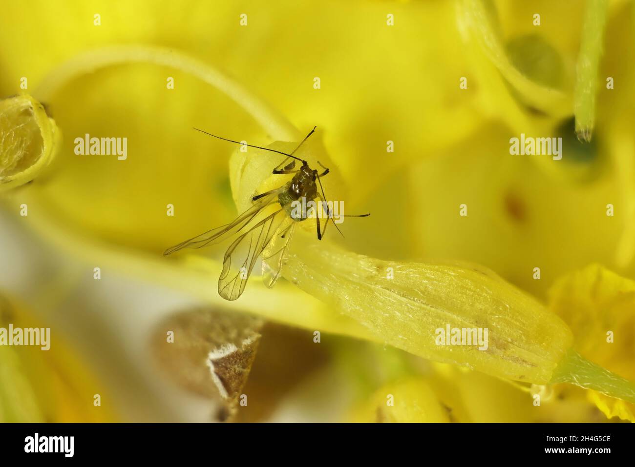 Vue macro du puceron ailé sur la fleur jaune, Australie méridionale Banque D'Images