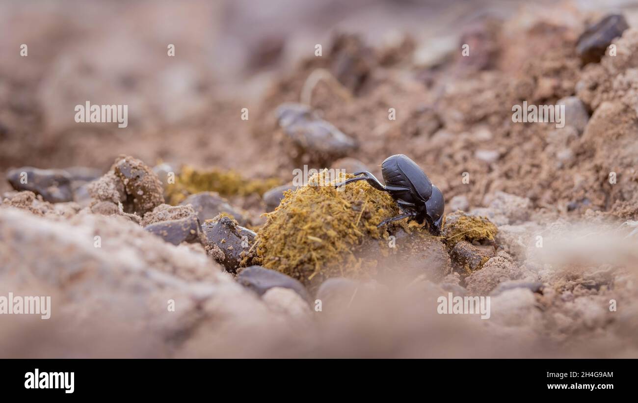 Dung Beetle, Chupadera Mountains, Nouveau-Mexique, États-Unis. Banque D'Images