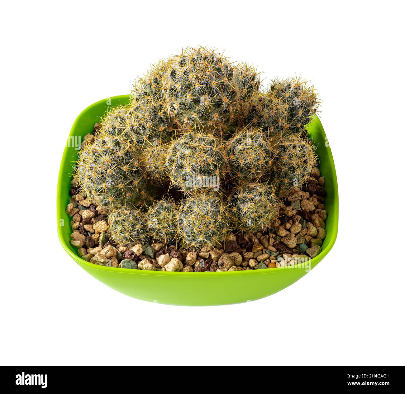 Cactus de mamelon de texas en pot isolé sur fond blanc.Les cactus Mammillaria prolifèrent dans un pot carré en plastique vert.Intérieur succulent. Banque D'Images