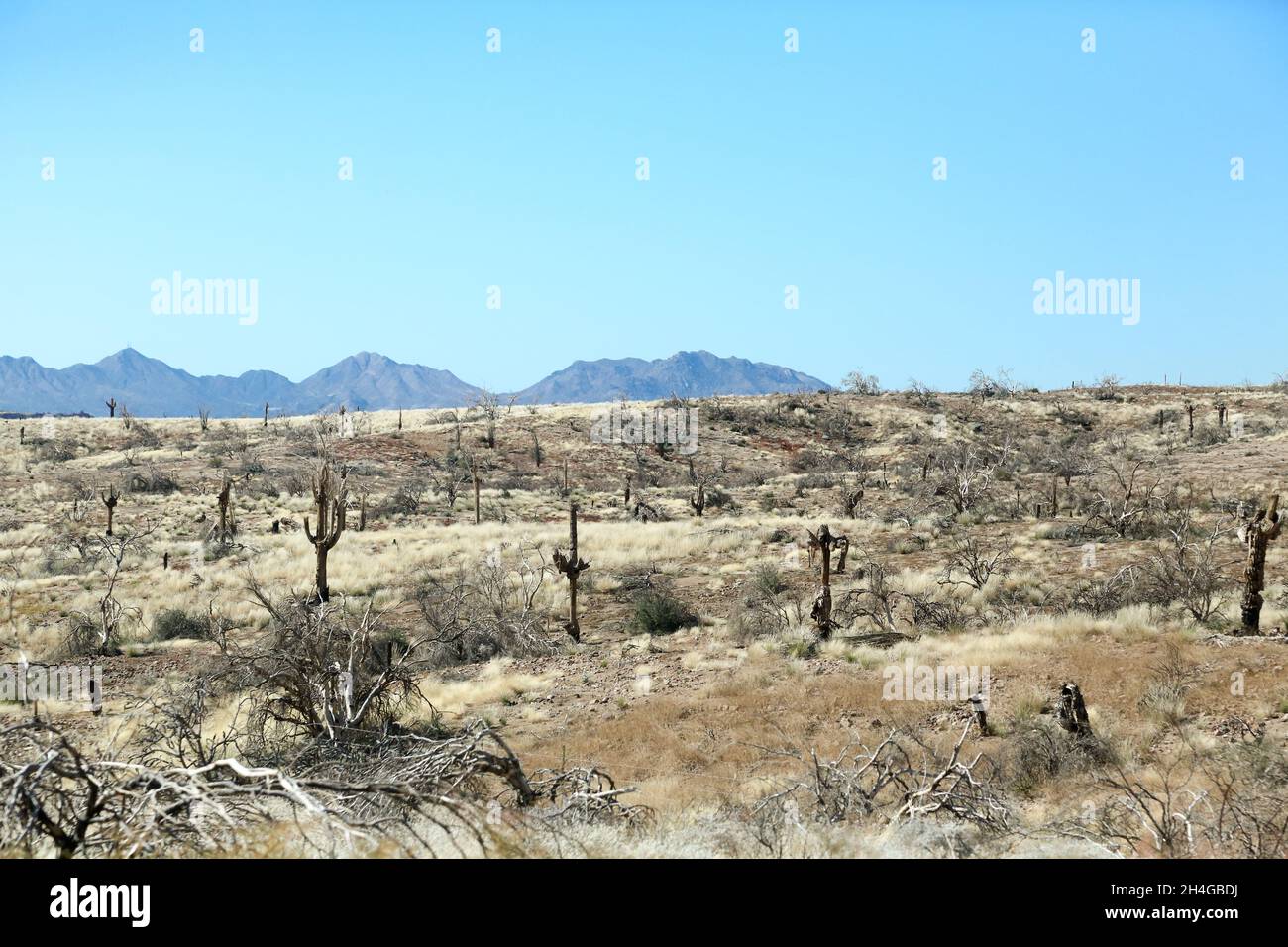 Dans la forêt nationale de Tonto le long de la Beeline Highway au nord-est de Phoenix en Arizona, le désert brûlé dans le feu de Bush de 2020 commence à régénérer un Banque D'Images