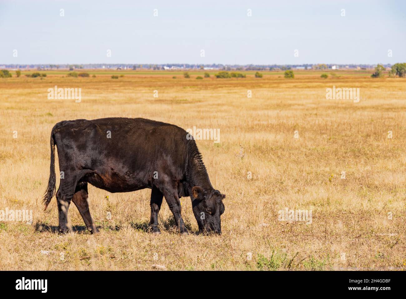 Gros plan sur la vache Aberdeen Angus à Oklahoma Banque D'Images