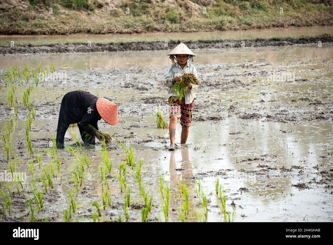 An Giang 21 septembre 2019.Les agriculteurs vietnamiens plantent du riz dans le champ. Banque D'Images