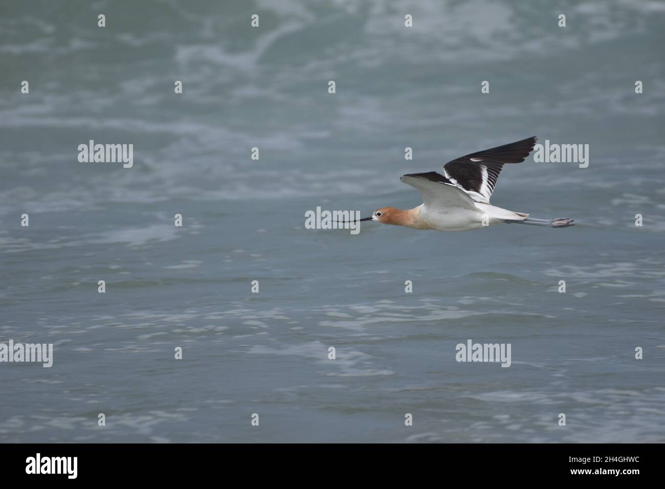 Un avocat américain (Recurvirostra americana) en vol au-dessus de la plage à la réserve naturelle nationale de Salinas River à Marina, en Californie. Banque D'Images